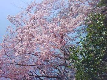 2011桜3.JPG