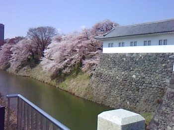 2011桜１.JPG